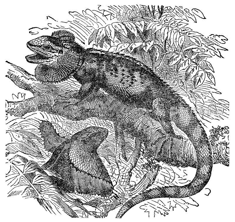 褶边蜥蜴(Kingii Chlamydosaurus) - 19世纪